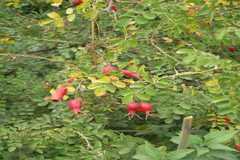 Rosa webbiana